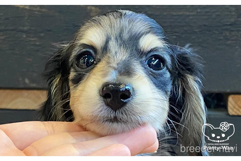 成約済の愛知県のミニチュアダックスフンド(ロングヘアード)-186808の1枚目